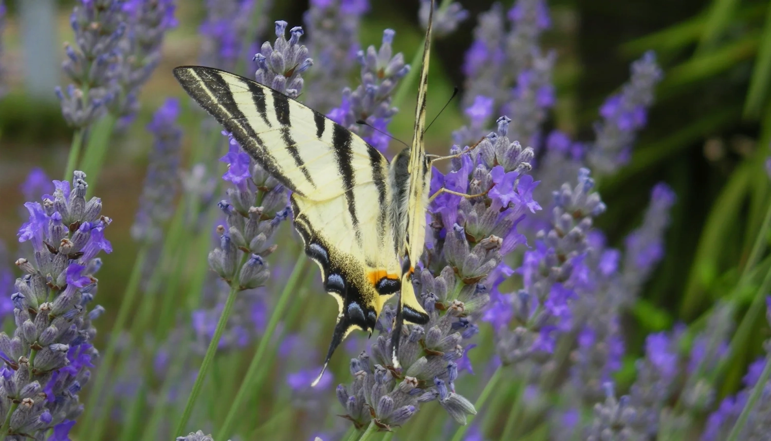 Geanide - Azienda Agricola in Puglia, Manduria, TA