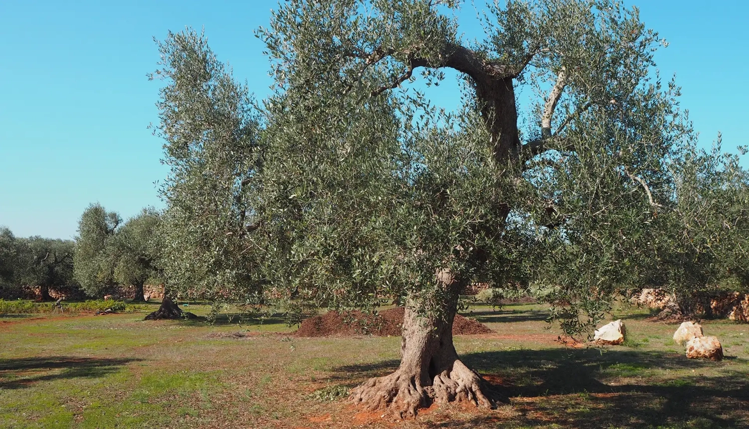 Geanide - Azienda Agricola in Puglia, Manduria, TA