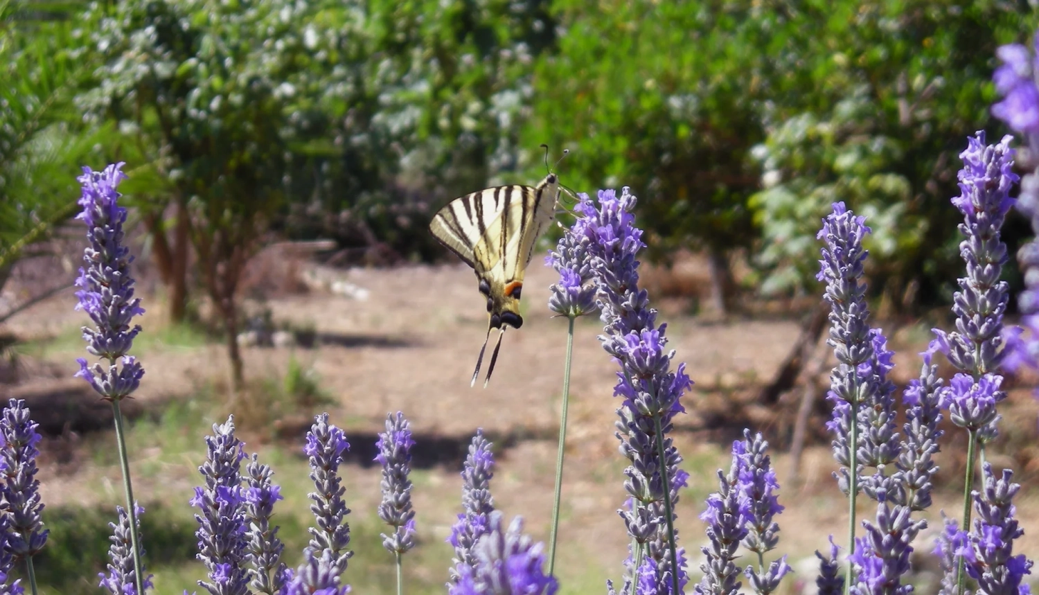 Geanide - Azienda Agricola in Puglia, Manduria, TA