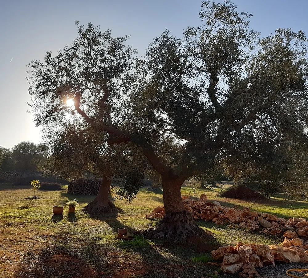 Un sogno che diventa realtà